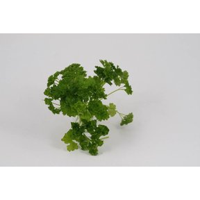 Peterselie (8 planten)
