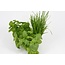 Moestuinplant Mixpakket diverse kruidenplanten bieslook, peterselie en basilicum