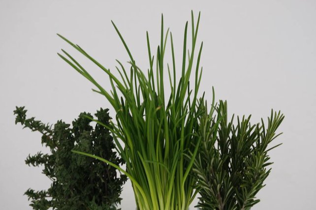 Mixpakket diverse kruidenplanten rozemarijn , munt