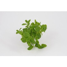 Marokkaanse munt (8 planten)
