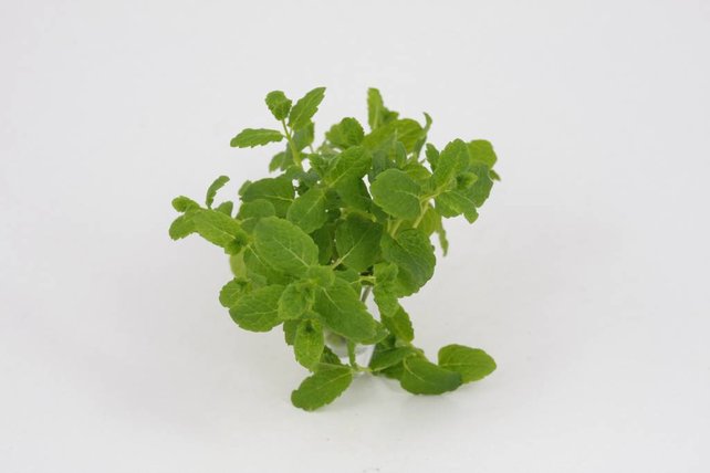 Marokkaanse munt planten (8x)