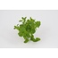 Moestuinplant Marokkaanse munt planten (8x)