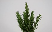 Rozemarijn planten (8x)