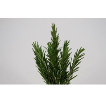 Rozemarijn planten (8x)