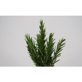 Rozemarijn (8 planten)