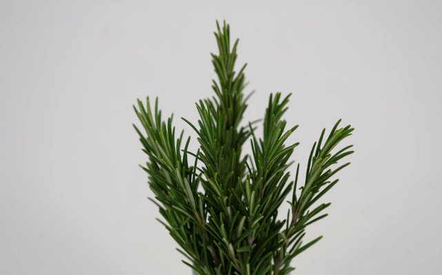 Rozemarijn planten (8x)