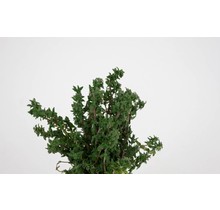 Tijm plant kopen – verse kruidenplant moestuin