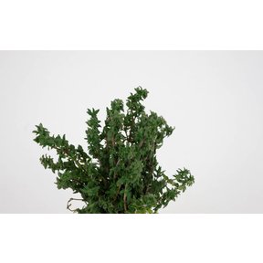 Tijm (8 plug planten)