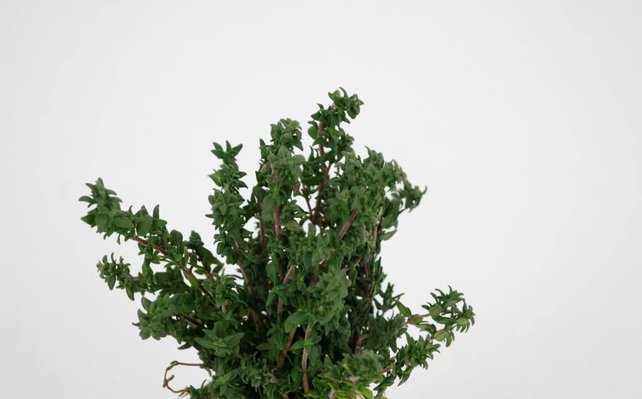 Tijm plant kopen – verse kruidenplant moestuin