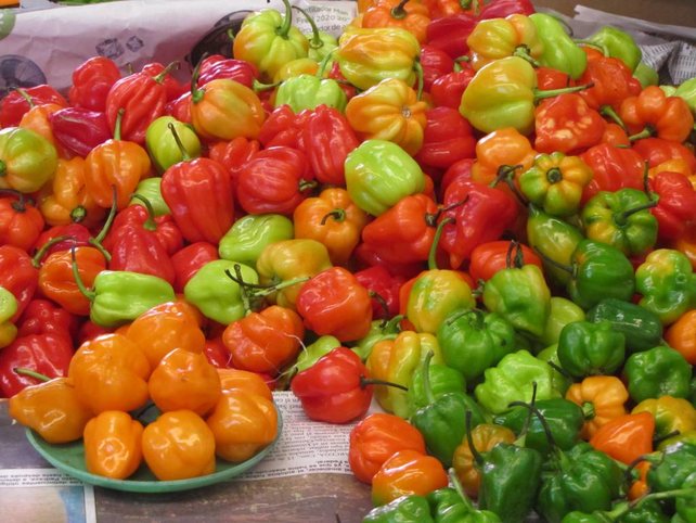 Habanero peper planten