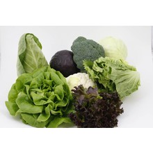 Sla en kool (16 planten)