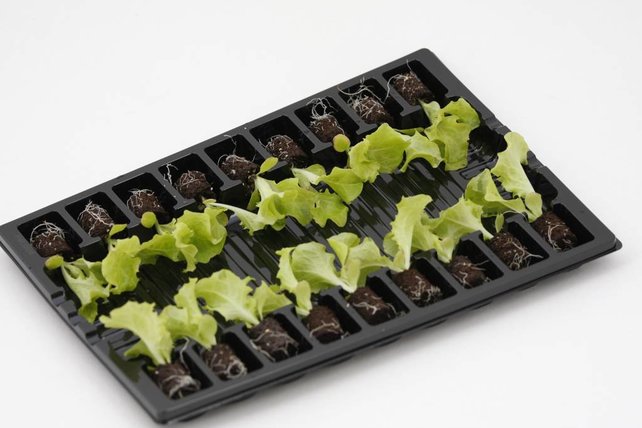 Lollo rosso sla planten (8 planten)