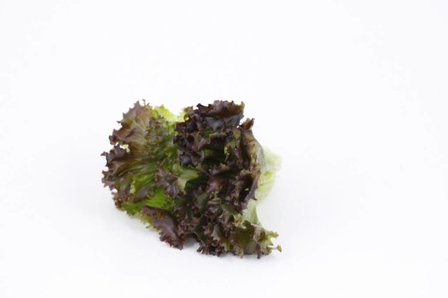 Lollo rosso slaplanten Lollo rosso slaplanten