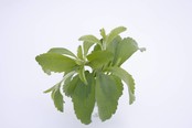 Stevia suikerplanten Stevia suikerplanten