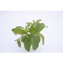 Stevia suikerplant (8 planten)