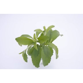 Stevia suikerplant (8 planten)