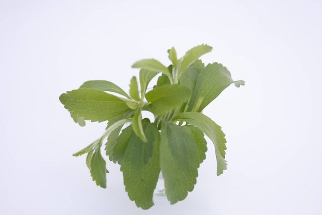 Stevia suikerplanten Stevia suikerplanten