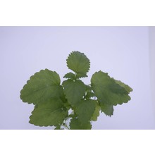 Citroenmelisse (8 planten)