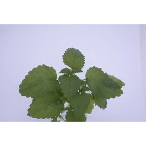Citroenmelisse (8 planten)