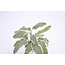 Moestuinplant Salvia / Salie planten