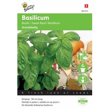 Grove basilicum