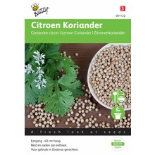 Citroen Koriander