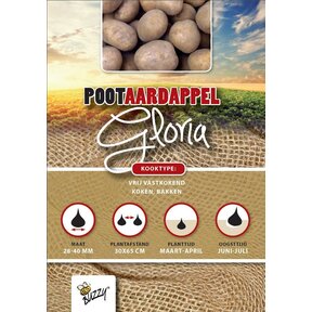 Pootaardappel Gloria 1kg kopen – Vroege Consumptieaardappel | Buzzy Pootgoed