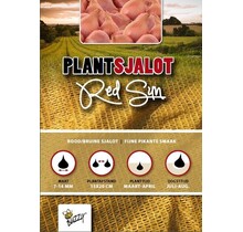 Plantsjalotten Red Sun 250g kopen – Rode Sjalotten | Buzzy Pootgoed