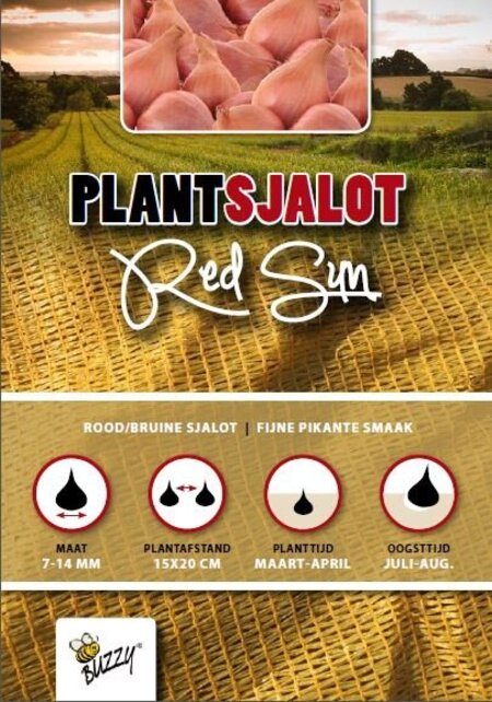Plantsjalotten Red Sun 250g kopen – Rode Sjalotten | Buzzy Pootgoed