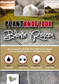 Plantknoflook Blanke Reuzen 5st kopen – Buzzy Pootgoed | Hoge Opbrengst
