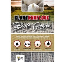 Plantknoflook Blanke Reuzen 5st kopen – Buzzy Pootgoed | Hoge Opbrengst