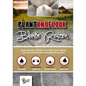 Plantknoflook Blanke Reuzen 5st kopent