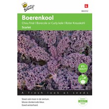 Boerenkool  Paars