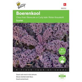 Boerenkool  Paars