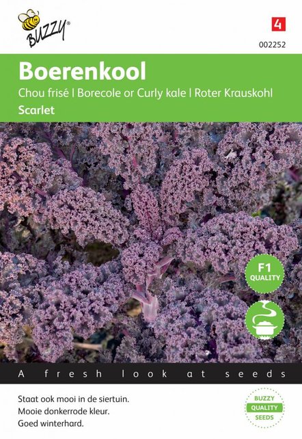 Boerenkool Scarlet Paars zaden