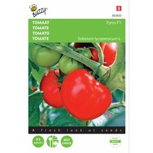 Tomaat Pyros F1