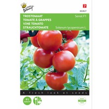 Trostomaat Serrat F1