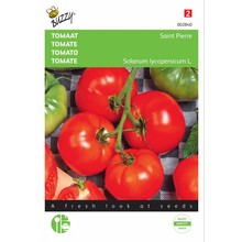 Tomaat  Grote Vollegrondse