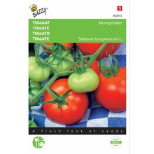 Tomaat Moneymaker