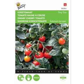 Kerstomaat Tiny Tim