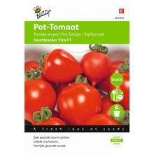 Tomaten Heartbreaker F1