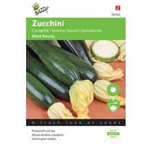 Courgette Black Beauty - Verte De Milan zaden