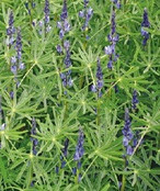 Groenbemester Lupine Blauwe Bittere 100 Gram Groenbemester Lupine Blauwe Bittere 100 Gram