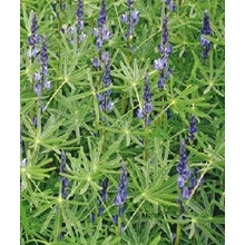 Groenbemester Lupine 100 Gram