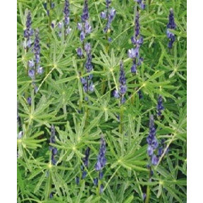 Groenbemester Lupine 100 Gram