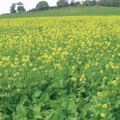 Groenbemester Gemengd 1Kilo Groenbemester Gemengd 1Kilo