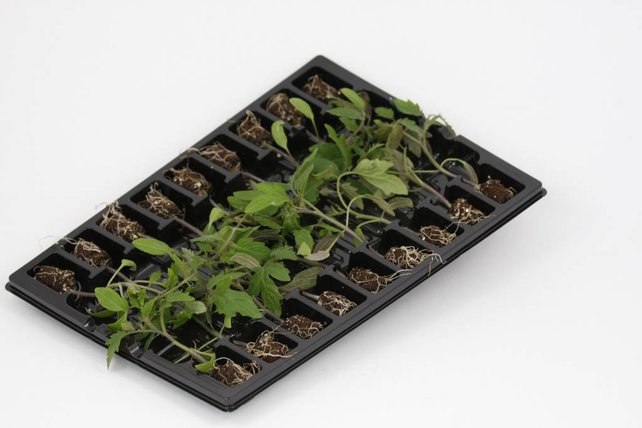 Geënte Cour de Boeuf vleestomaat