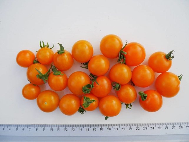 Geënte oranje cherrytomaten planten