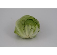 Ijsbergsla (8 planten)