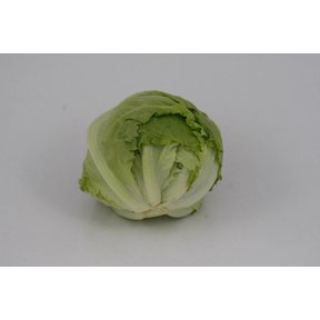 Ijsbergsla (8 planten)